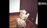 Funny Video - Mach bitte bitte die Tür auf