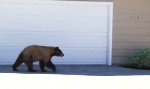 Lustiges Video : Bär trifft Mensch