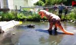 Lustiges Video : T-Rex und Alligator