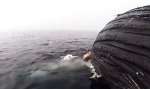 Lustiges Video - Große Schlemmerstunde für Hai