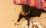 Funny Video : Seeotter beim Snacken