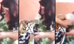 Movie : Großer Leoparden-Snack