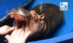 Funny Video - Zahn-Check für Nilpferdbaby