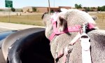 Movie : Biker Pig Baby Banks - HD Version - YouTube