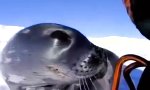 Lustiges Video : Gesellschaft beim Eisfischen