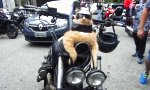 Lustiges Video : Garfield ist unter die Biker gegangen