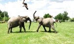 Funny Video : Der Elefanten-Akrobat