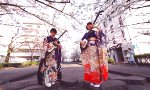 Lustiges Video : Shamisen unter Kirschblüten