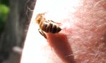 Funny Video - Sterben Bienen nach einem Stich?