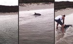 Rettung eines Delfin-Babies