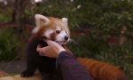 Lustiges Video : Roter Panda mag Bauchkraulen