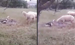 Lustiges Video : Schaf vs Ente 