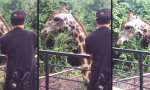 Giraffen-Headbutt