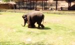 Movie : Schutz-Elefant