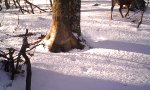 Movie : 365 Tage im Wald