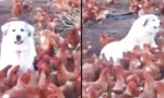 Lustiges Video - Die Hennenhüterin