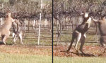Funny Video : Känguru-Boxszene im Weingut