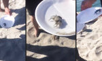 Mutig eine Krabbe gefangen