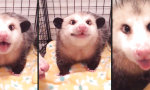 Movie : Opossum-Schmatzerei mit Silberblick