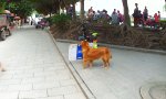Funny Video : Hund macht Werbung für Imbissbude