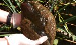 Funny Video : Der “Blob” aus der Lost Lagoon