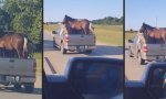Funny Video : Pferdetransport in Oklahoma