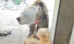Lustiges Video - Bär hat Botschaft für Kinder