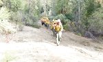 Wenn die Feuerbrigade durch die Wälder zieht