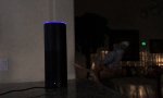 Lustiges Video - Alexa und der Papagei