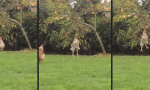 Lustiges Video : Chicken Workout unter’m Apfelbaum