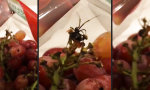 Funny Video - Nettes Present im Weintraubenbeutel