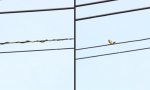 Schlange auf Vogeljagd auf der Stromleitung
