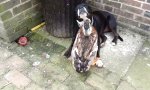 Lustiges Video : Ente tröstet deprimierten Hund