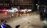 Funny Video : Affenartiges Spekatakel