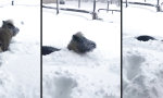 Funny Video : Dashing Through the Snow