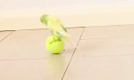 Lustiges Video : Sittich balanciert auf Tennisball