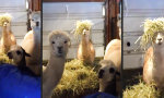 Lustiges Video - Schöne neue Perücke