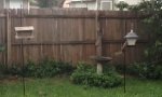Lustiges Video - Feuerhörnchen übt im Garten