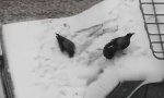 Funny Video : Krähen spielen im Schnee