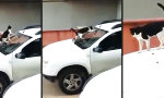 Funny Video : Wenn es deine Katze auf dich abgesehen hat