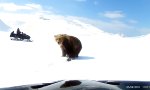 Lustiges Video : Begegnung mit einem Grizzly