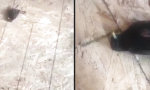Lustiges Video : Chillender Vogel