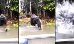 Gorilla mag keine Touristen