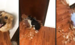 Lustiges Video - Hundeklappe im Eigenbau