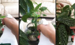 Lustiges Video - Zeit die Pflanzen zu wässern
