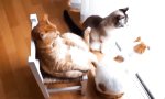 Lustiges Video - Der Patze