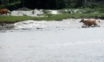 Movie : Kühe haben Spaß im Hochwasser
