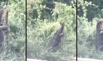 Movie : Echsen-Walzer am Straßenrand