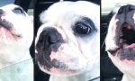 Movie : French Opera Bulldog