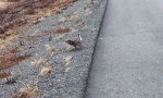 Lustiges Video : Highspeed-Stepptanz auf der Landstraße